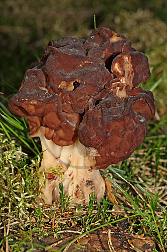 Frühjahrslorchel