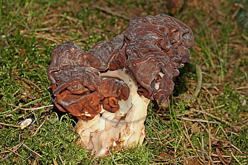 Frühjahrslorchel