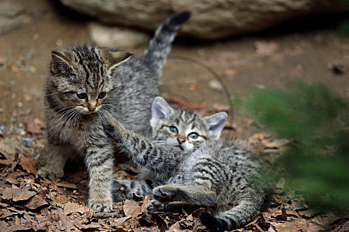 Wildkatze