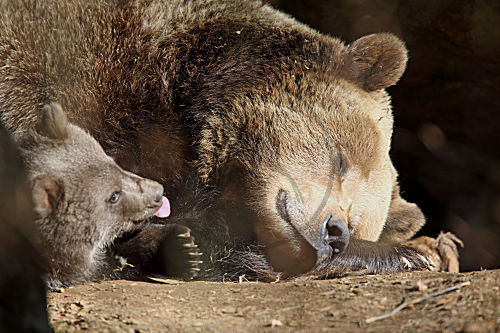 Braunbär