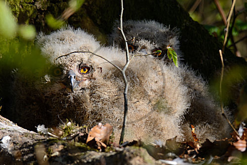 Uhu - Nestlinge