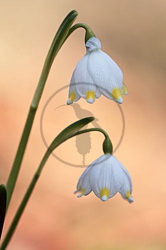 Märzenbecher