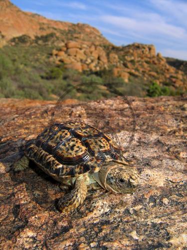 Gesägte Flachschildkröte