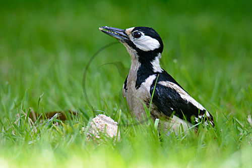 Buntspecht Weibchen