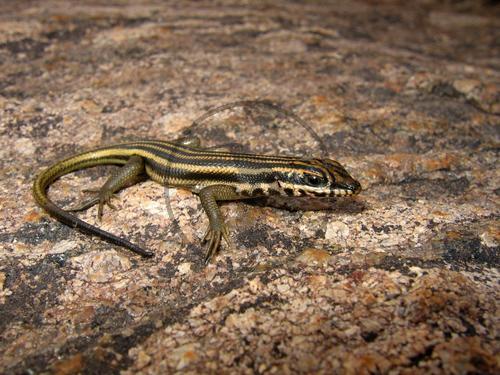 Westlicher Felsenskink, Weibchen
