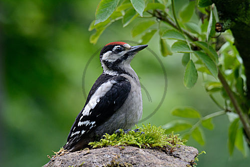 Buntspecht - Jungvogel