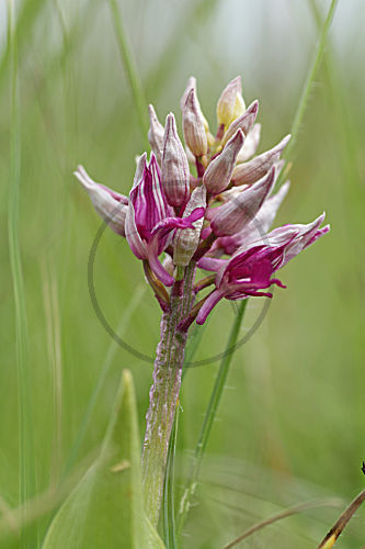 Helm-Knabenkraut