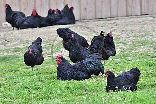Australorp