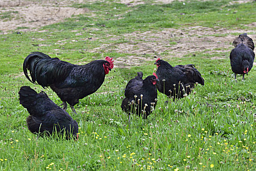 Australorp