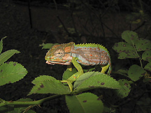 Kap-Zwergchamaeleon