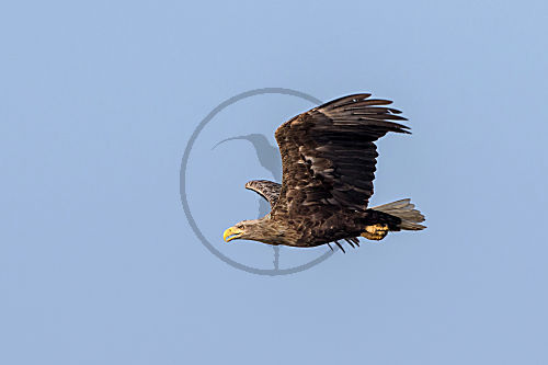 Seeadler - Altvogel