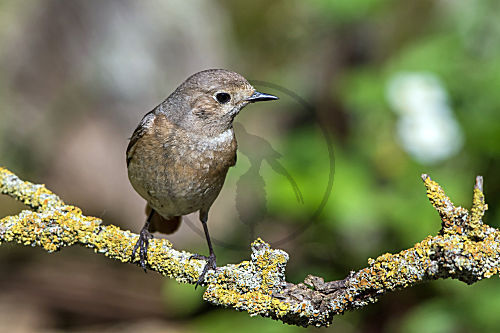 Gartenrotschwanz - Weibchen auf einem Ast
