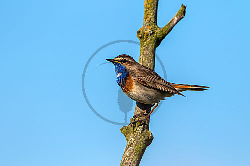 Weißsterniges Blaukehlchen - Männchen