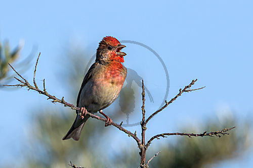 Karmingimpel - Männchen singt im Sanddorn