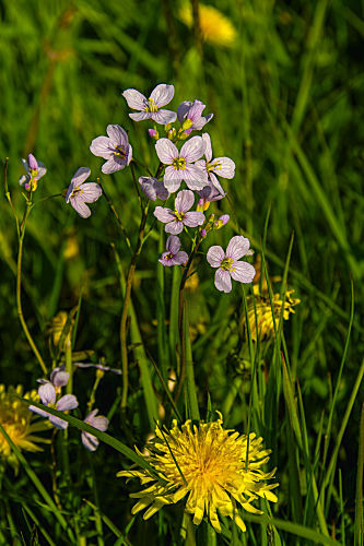 cardamine pratensis WIESENSCHAUMKRAUT COCKOO-FLOWER