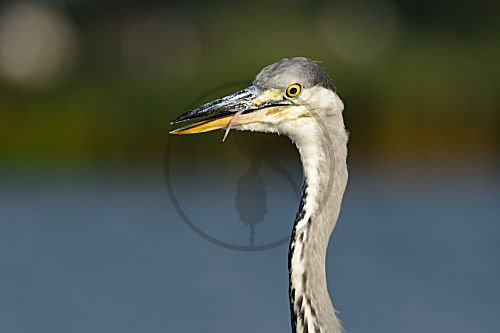Graureiher bei der Jagd auf Fische