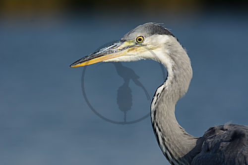 Graureiher bei der Jagd auf Fische