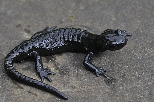 Schwarzer Alpensalamander