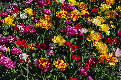 tulipa TULPE TULIP