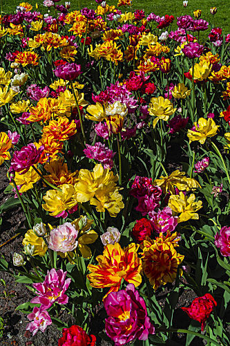 tulipa TULPE TULIP
