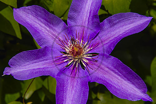 clematis WALDREBE (ranunculaceae)
