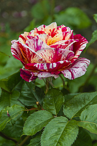 rosa ROSE (rosaceae)