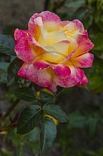 rosa ROSE (rosaceae)