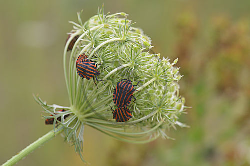 Streifenwanze