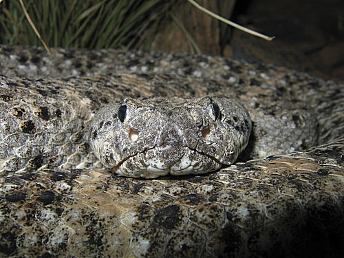Gefleckte Klapperschlange