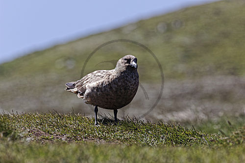 Skua