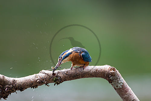 Eisvogel