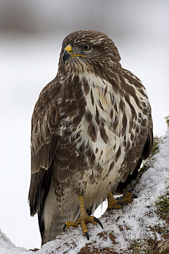 Mäusebussard