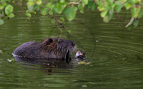 Nutria mit Süßwassermuschel
