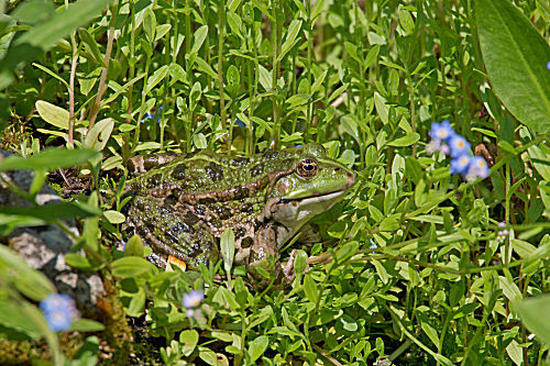 Seefrosch