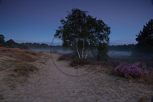 Landschaft Kootwijkerzand