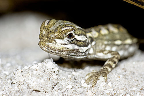 Zwergbartagame