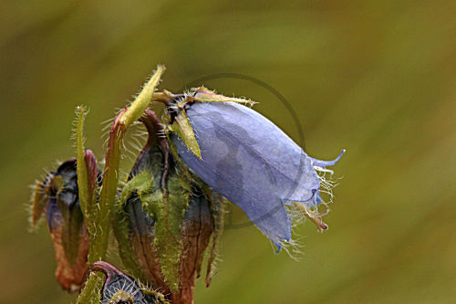 Bärtige Glockenblume violett