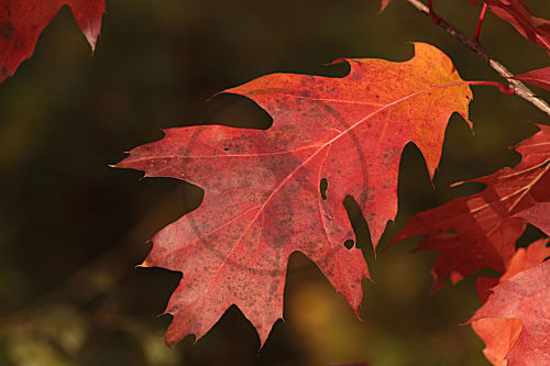 Roteiche Blatt im Herbst