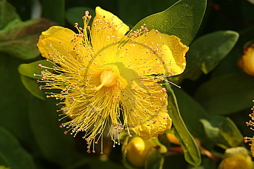 Johanniskraut