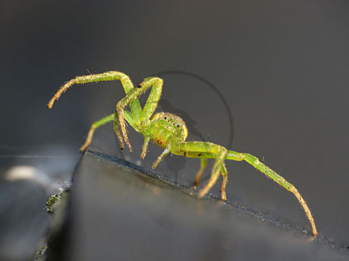 Grüne Krabbenspinne