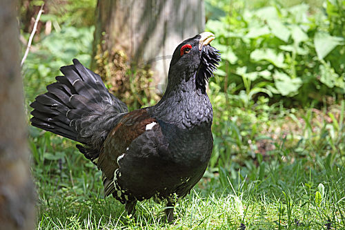 Auerhuhn