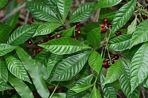 Chacruna