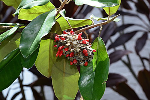Immergrüne Magnolie