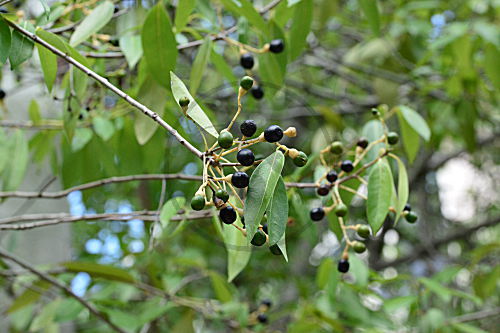 Eugenia foetida