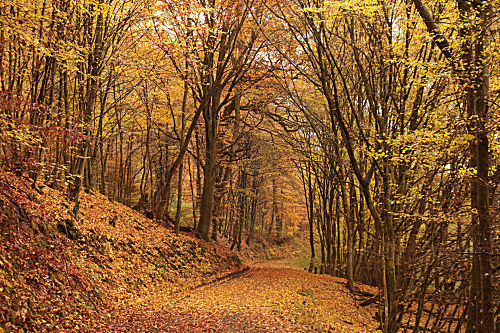Bunter Herbstwald