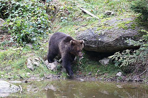Braunbär