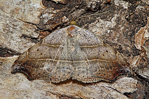 Sicheleule