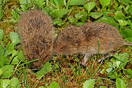 Schermaus