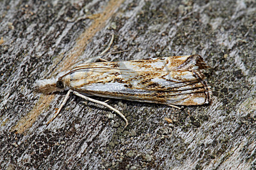 Zünsler Catoptria falsella