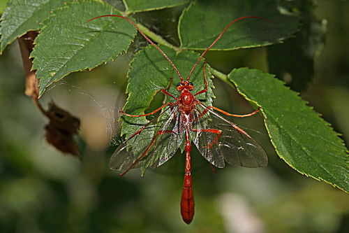 Schlupfwespe Ophion luteus